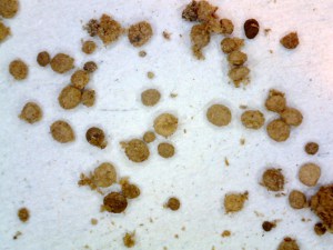 Insektenbestimmung